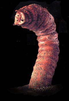 Mongolian Death Worm